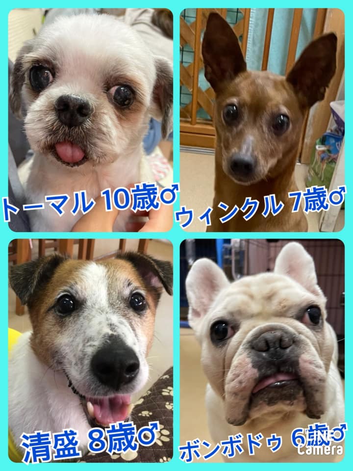 🐾今日の里親様募集中ワンコ🐶＆ニャンコ🐱メンバーです🐾2021,6,14